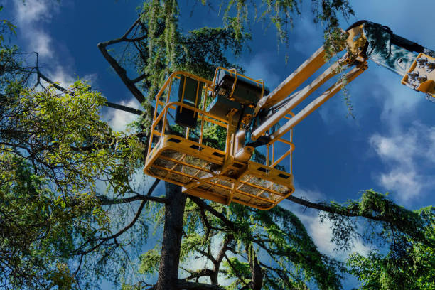 Reliable Little Falls, NY Tree Services Solutions