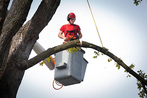How Our Tree Care Process Works  in  Little Falls, NY